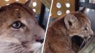 Capturan puma en sector poblado de Paine y evalúan regreso a su hábitat