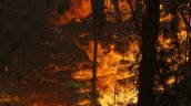 Por incendio forestal, Senapred ordena evacuar sector cordillerano en Antuco
