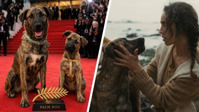 Perrita chilena ganó prestigioso premio en el Festival de Cannes