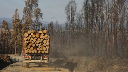 Sicólogo muerto tras atropello en Nueva Imperial era miembro de la CAM