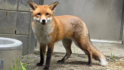 Un polizón impensado: Zorro rojo viajó desde Inglaterra a Estados Unidos oculto en un buque