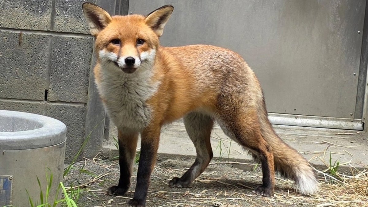 Un polizón impensado: Zorro rojo viajó desde Inglaterra a Estados Unidos oculto en un buque