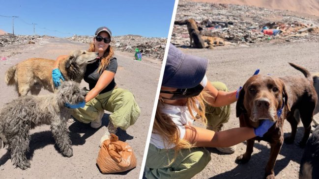 Joven recorre vertedero en pleno desierto para ayudar a más de cien perros abandonados