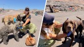 Joven recorre vertedero en pleno desierto para ayudar a más de cien perros abandonados