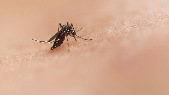 Tras hallazgo de mosquito del dengue, vecinos piden cierre de 