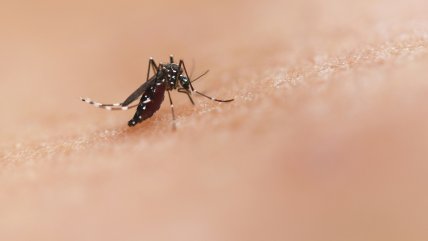 Tras hallazgo de mosquito del dengue, vecinos piden intervenir "pantano urbano" en Antofagasta