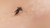 Tras hallazgo de mosquito del dengue, vecinos piden cierre de 