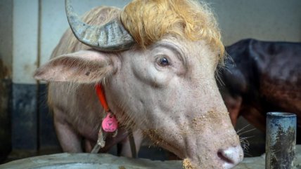   Gobierno de Bangladesh indultó al búfalo 