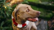 Lanzan collar inteligente que promete traducir ladridos y maullidos de mascotas