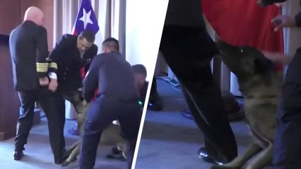 Perro antidrogas se lanzó directo al bolsillo de un oficial de la Armada durante ceremonia