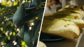 Chile consume casi 40% de su producción de palta hass
