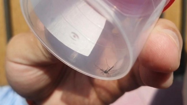 Fumigan sector de Antofagasta afectado por mosquitos transmisores del dengue