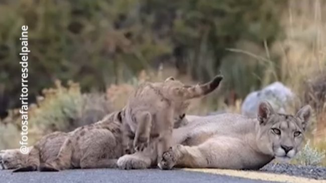 Captan a puma amamantando a sus crías en ruta de Torres del Paine