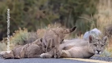 Captan a puma amamantando a sus crías en ruta de Torres del Paine
