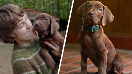   Así luce Scooby-Doo en la nueva serie live action de Netflix: Fecha de estreno 