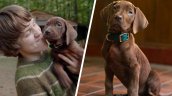 Así luce Scooby-Doo en la nueva serie live action de Netflix: Fecha de estreno
