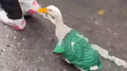   Hasta con camiseta del 
