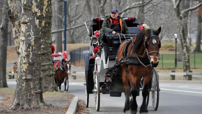 Suspenden paseos en carruajes tirados por caballos en Central Park tras muerte de turista