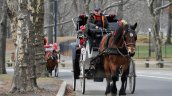 Suspenden paseos en carruajes tirados por caballos en Central Park tras muerte de turista
