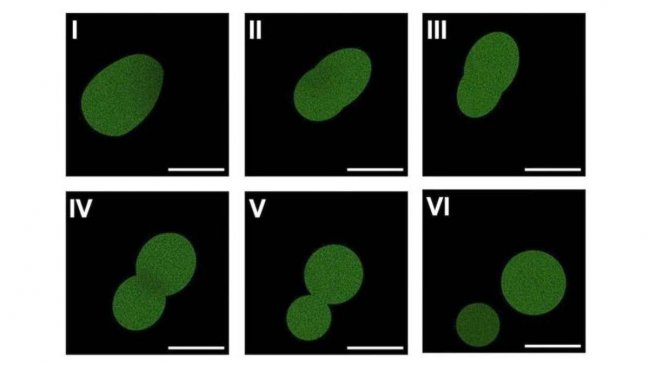 Impactante: crean la primera célula artificial capaz de reproducirse y completar un ciclo de vida autónomo