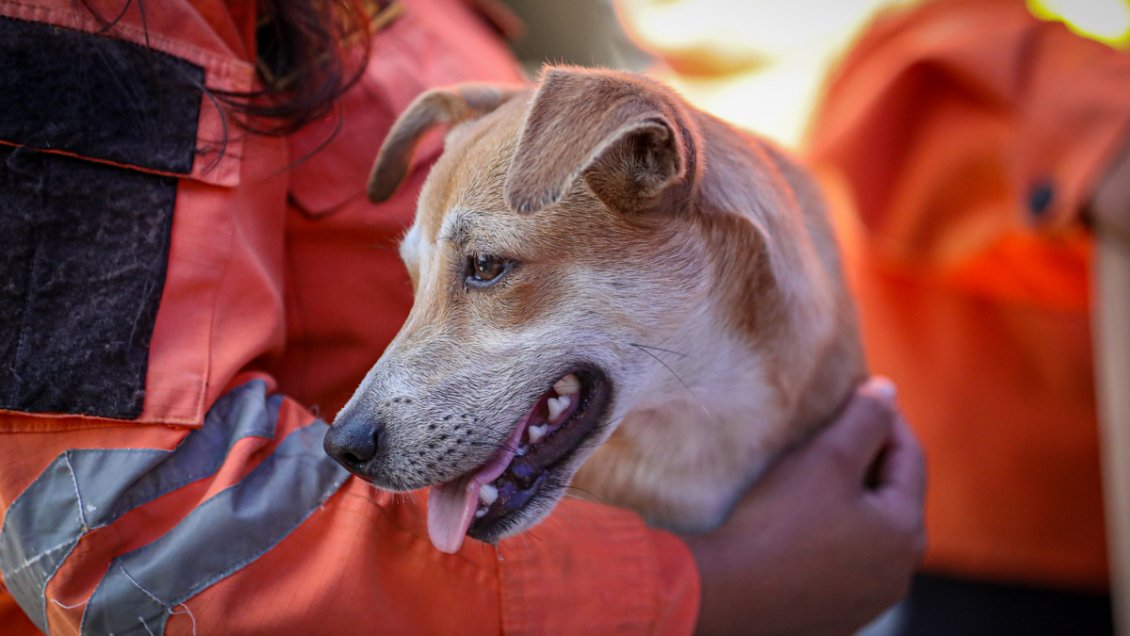 Veterinario chileno viajó a Venezuela para ayudar en rescate de mascotas tras terremoto
