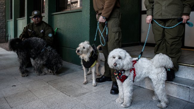 Enigma en Santiago Centro: Tres perritos fueron sorprendidos contra el tránsito dentro de un auto