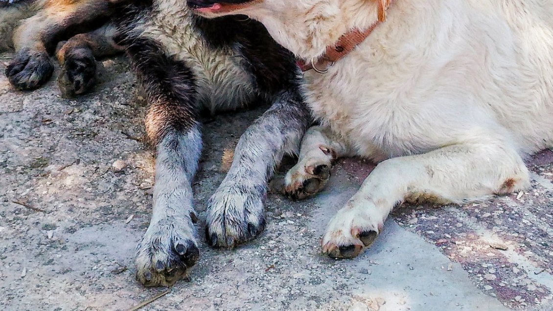 PDI recuperó cadáveres de ocho perros robados perversamente desde un crematorio
