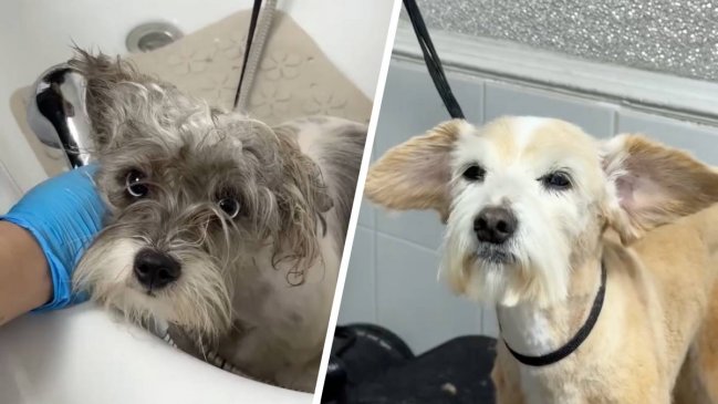 Estación Central inaugurates Chile's first municipal dog grooming salon