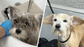Estación Central inauguró la primera peluquería canina municipal de Chile