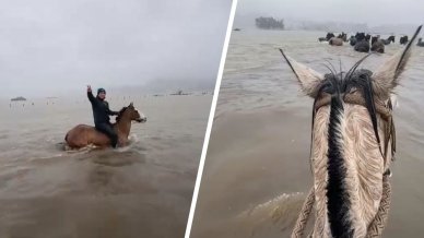 Crianceros evacuaron sus caballos ante crecida de un río en Arauco
