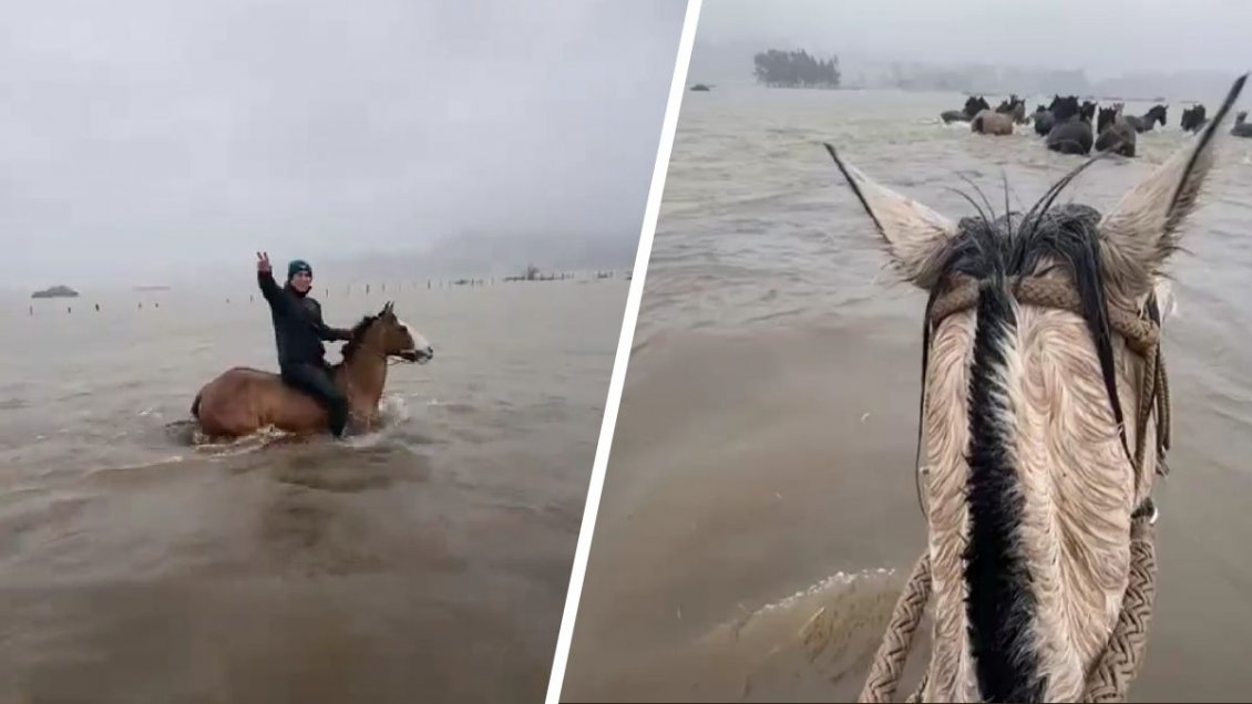 Crianceros evacuaron sus caballos ante crecida de un río en Arauco