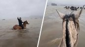 Crianceros evacuaron sus caballos ante crecida de un río en Arauco