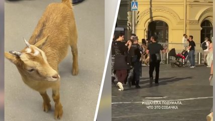  Ruso fue detenido por pasear con una cabra por la Plaza Roja 