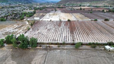 Productores de pisco acusan "falta de respeto" del ministro de Agricultura