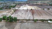 Productores de pisco acusan 
