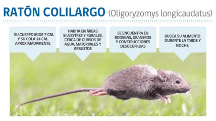 De Atacama a Magallanes: declaran alerta sanitaria preventiva por hantavirus