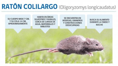 De Atacama a Magallanes: declaran alerta sanitaria preventiva por hantavirus