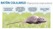 De Atacama a Magallanes: declaran alerta sanitaria preventiva por hantavirus