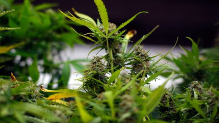   Cannabis medicinal en Chile: Las tres vías legales para acceder a tratamientos con receta médica 