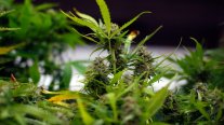 Cannabis medicinal en Chile: Las tres vías legales para acceder a tratamientos con receta médica