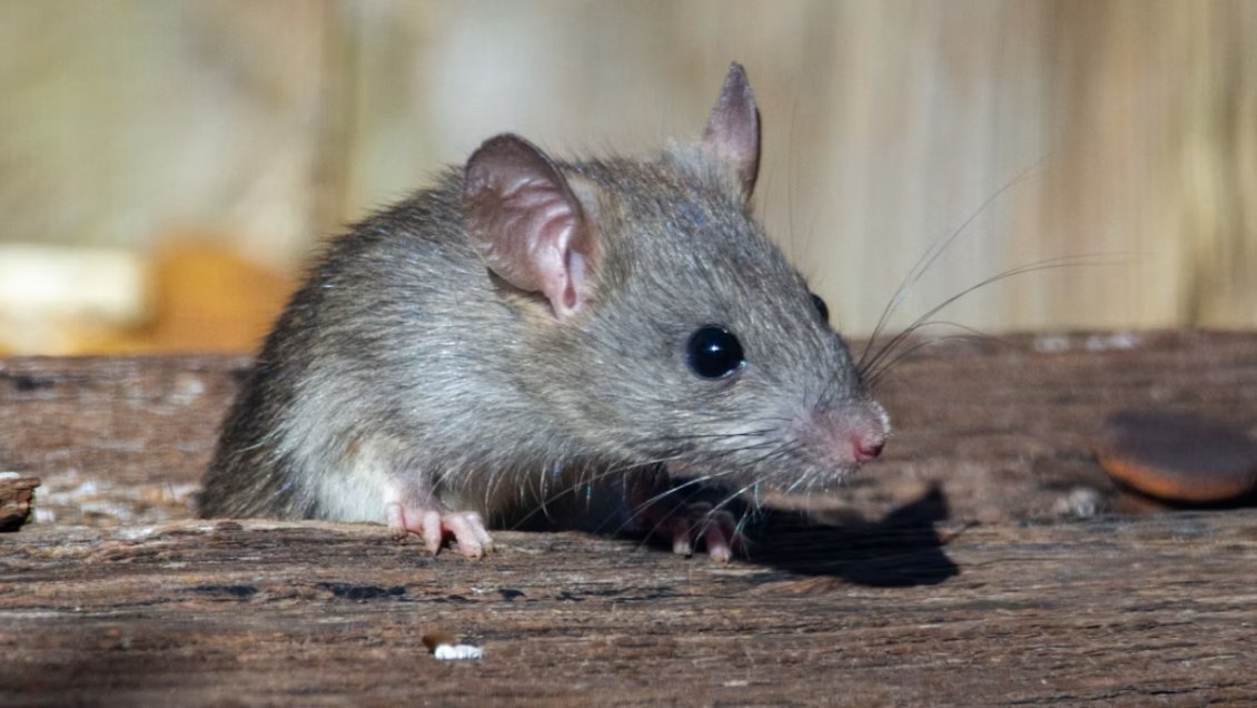 Niña de 11 años murió por hantavirus en Rengo