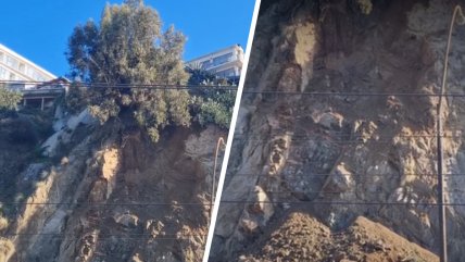Avenida España: Descolgarán a operarios por cuerdas para retirar árbol con riesgo de derrumbe