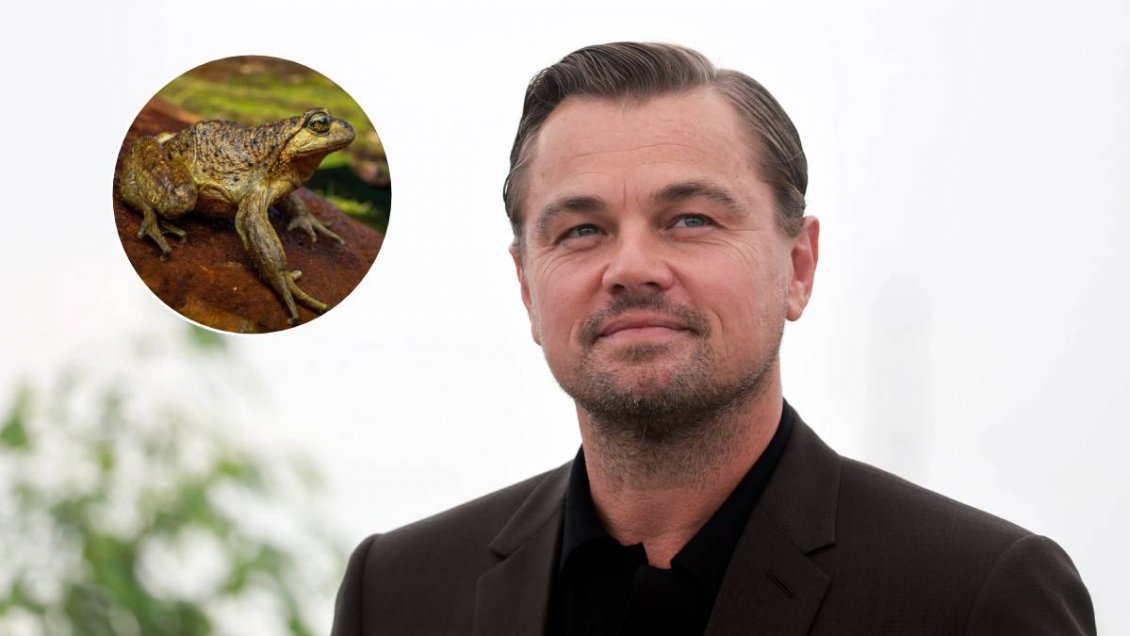 Leonardo DiCaprio alertó sobre proyecto que pone en riesgo a la ranita del Pehuenche en Chile