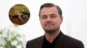 Leonardo DiCaprio alertó sobre proyecto que pone en riesgo a la ranita del Pehuenche en Chile