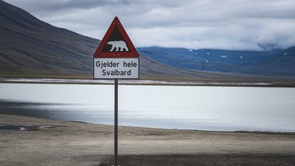 Noruego fue multado por usar sirena para despertar a un oso polar