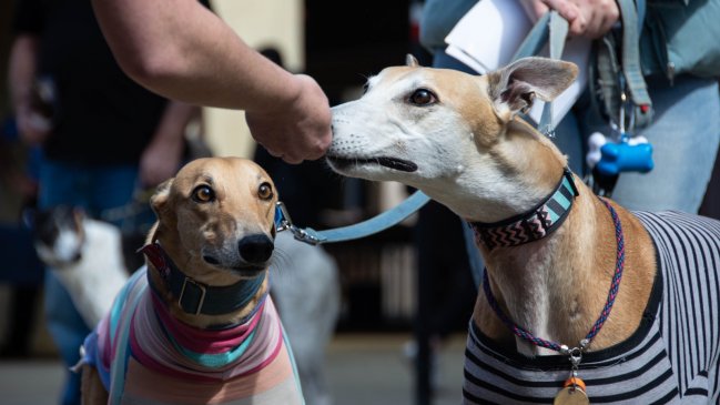 Chilean Congress to Debate Greyhound Racing Ban Amid Welfare Concerns