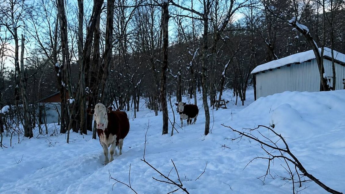 Alto Biobío: Comunidades piden apoyo ante muerte de ganado por acumulación de nieve