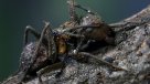 Descubren en México seis "hongos zombis", uno bautizado en honor a Guillermo del Toro