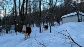 Alto Biobío: Comunidades piden apoyo ante muerte de ganado por acumulación de nieve