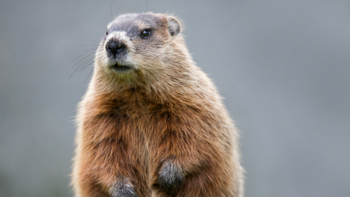 “OnlyMarms”: La particular cuenta de OnlyFans para financiar investigación sobre marmotas